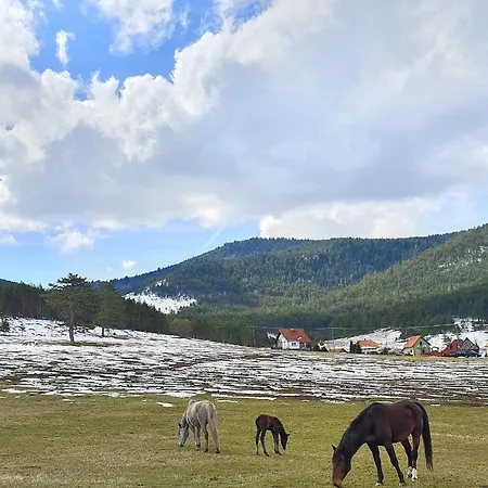 Jela Tornik Prázdninový dům *